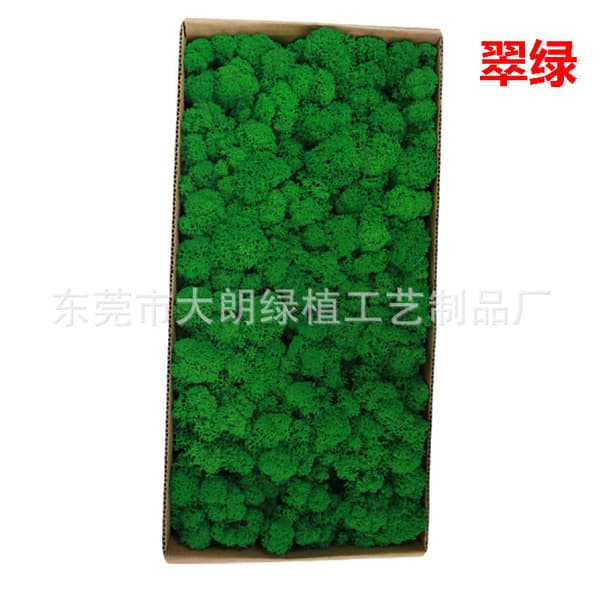 Green Moss natural decorative Moss for Wall Decor, Moss Art & DIY Crafts