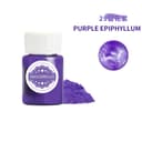 Purple Epiphyllum